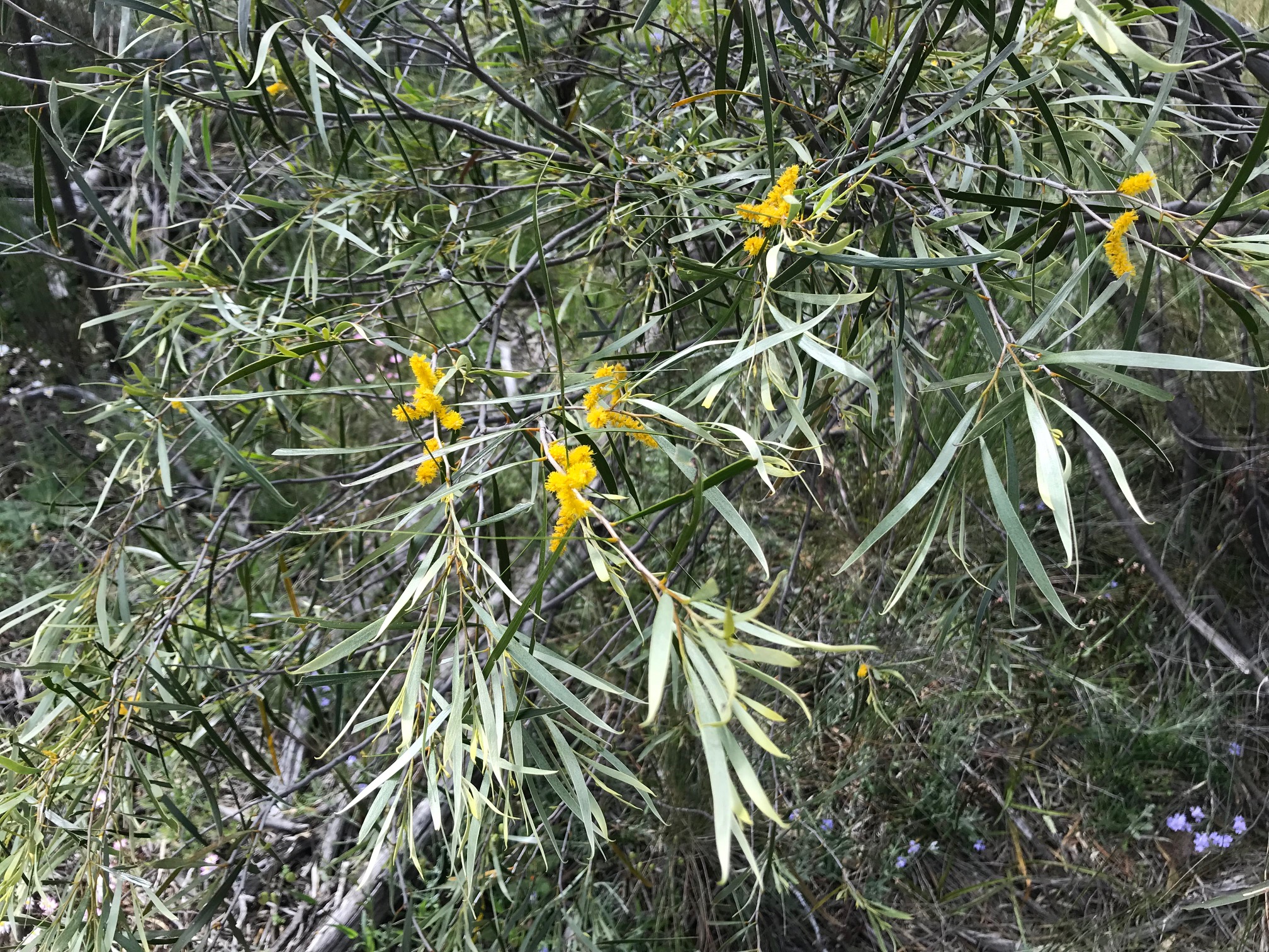 Acacia acuminata (Raspberry Jam Wattle)