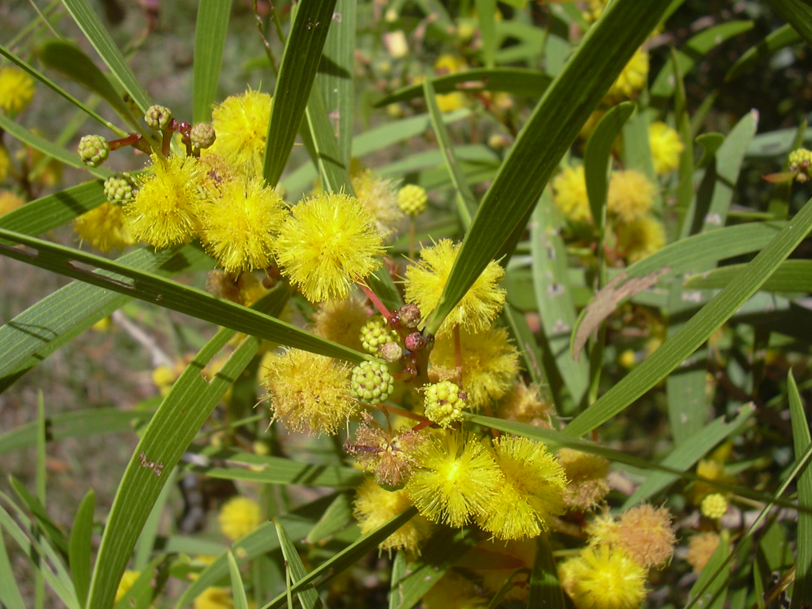 Acacia confusa (Formosan Acacia)