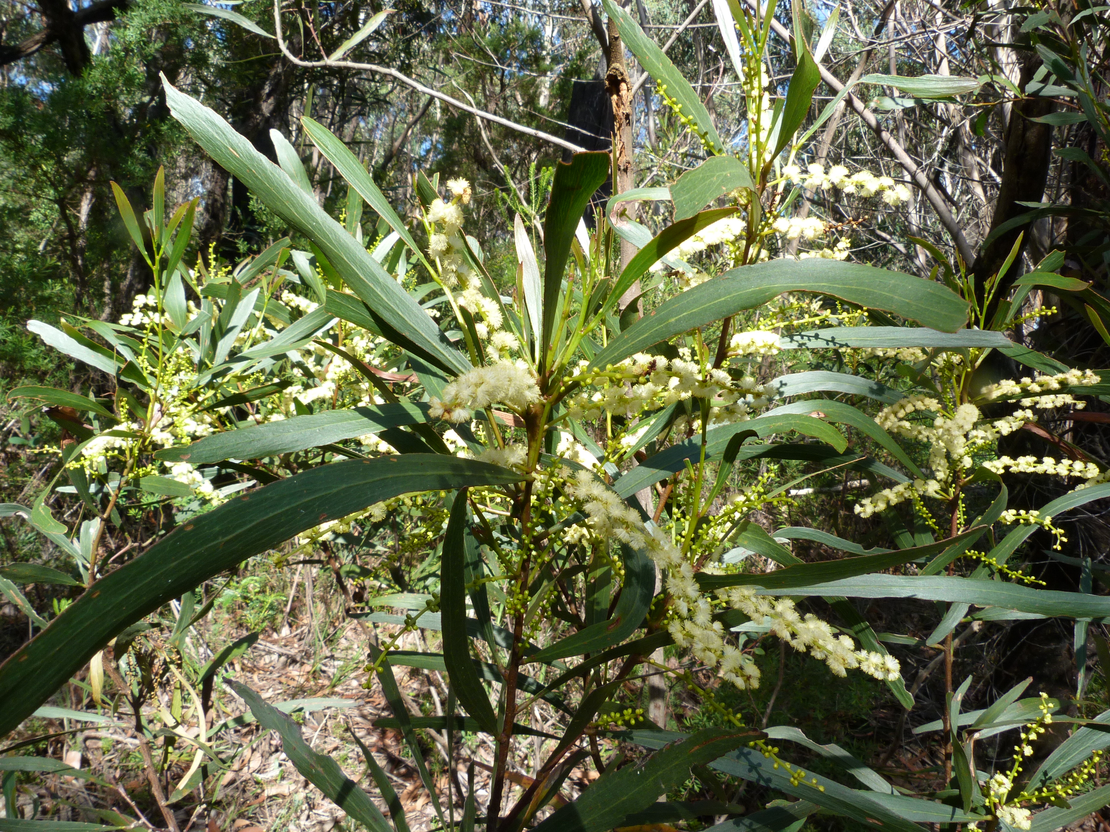 Acacia obtusifolia (Stick Wattle)