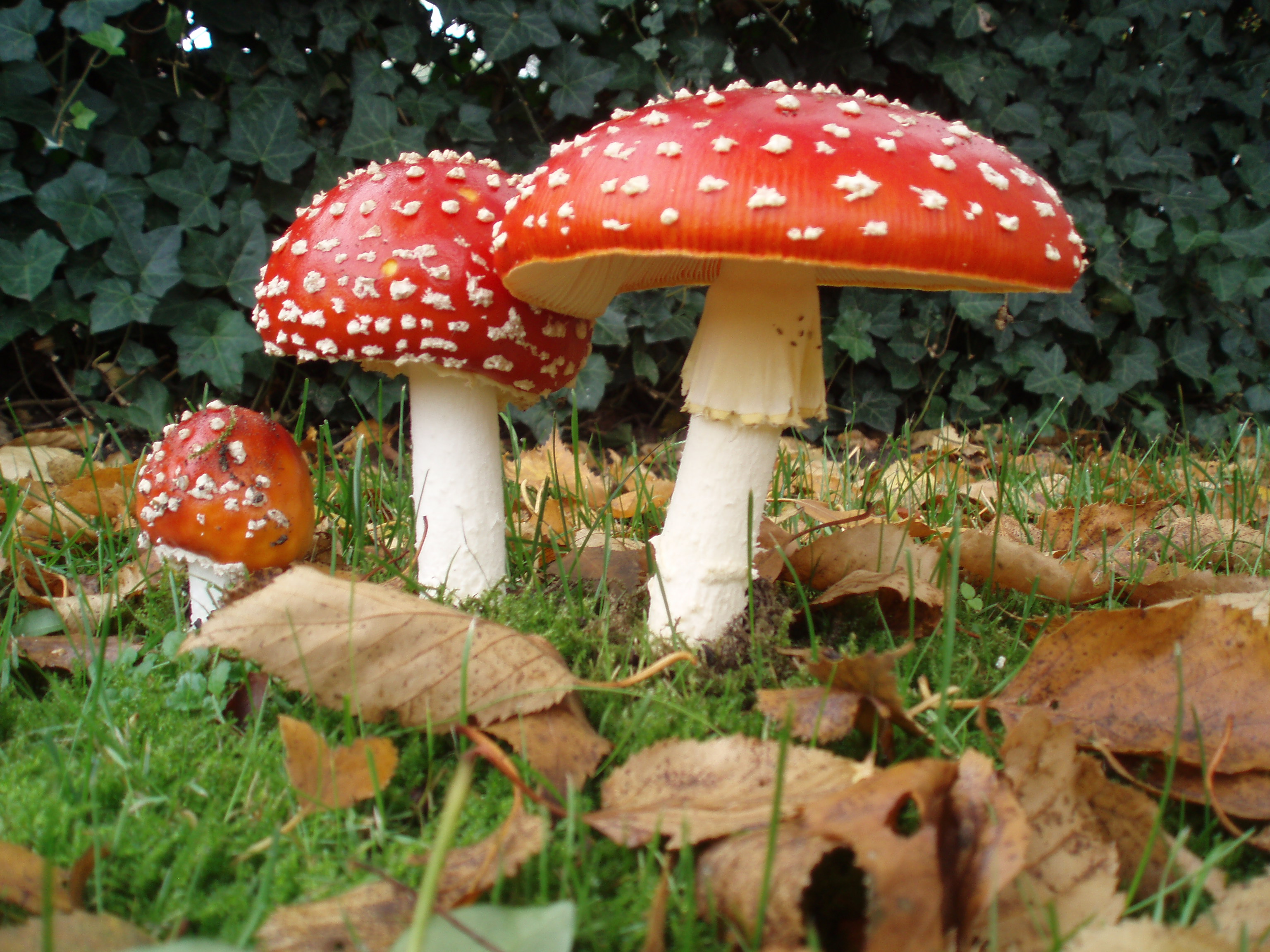 Amanita muscaria (Fly Agaric)