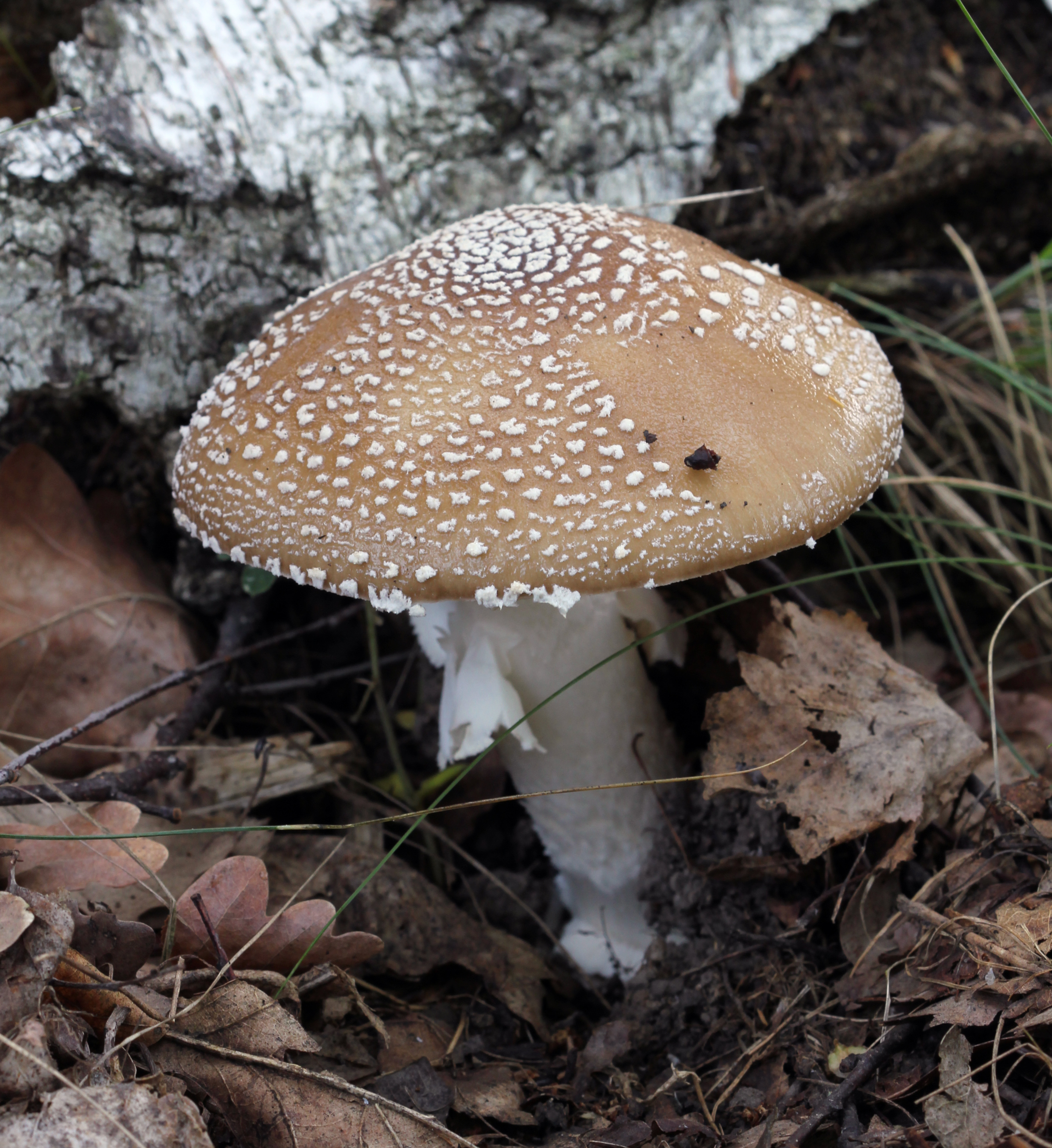 Amanita pantherina (Panther Cap)