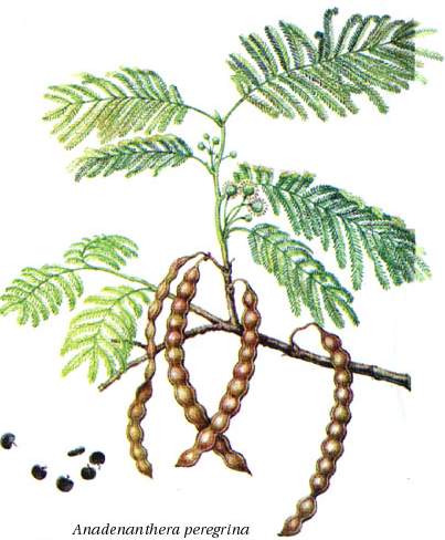 Anadenanthera peregrina (Yopo)