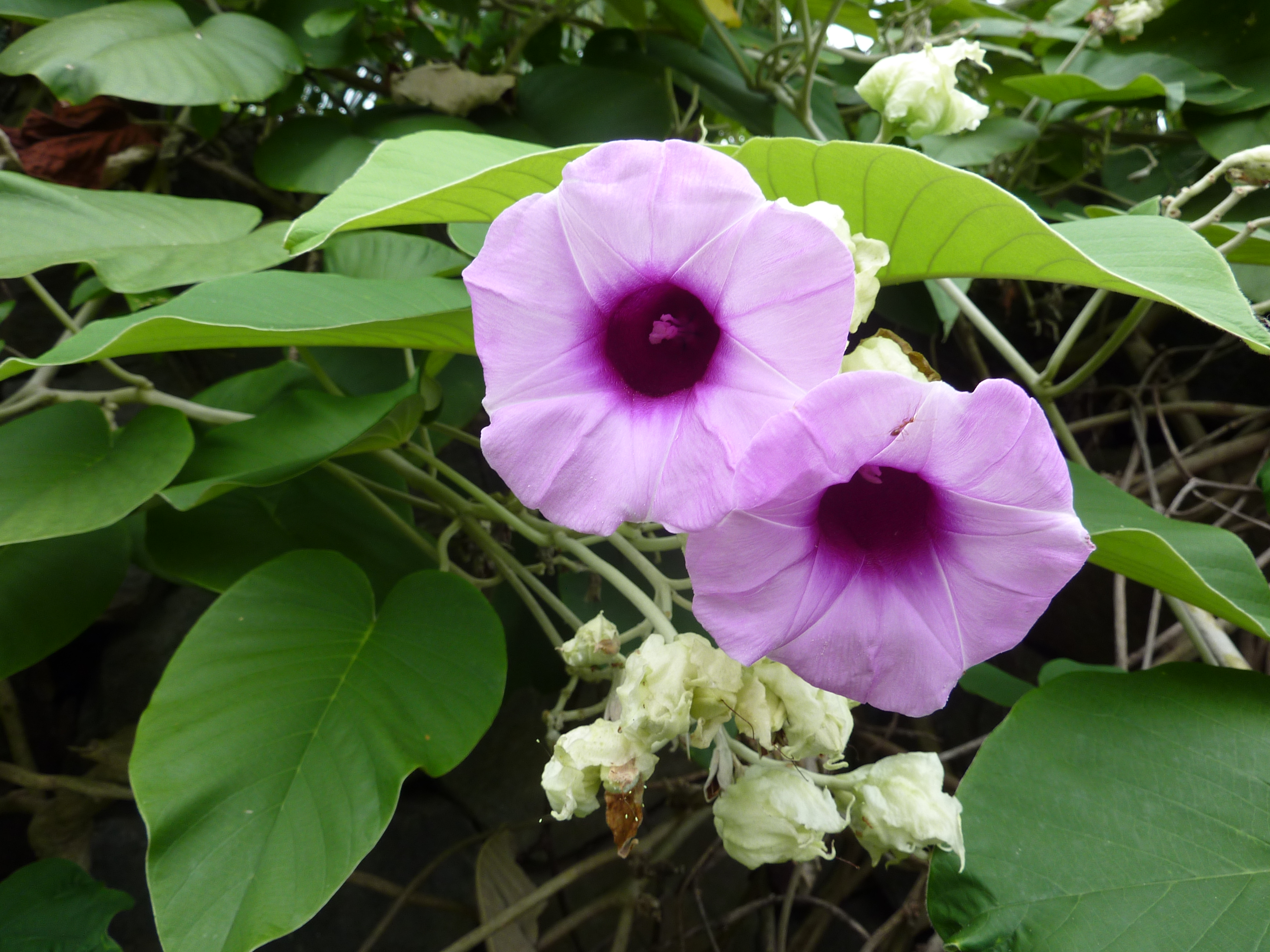 Argyreia nervosa (Hawaiian Baby Woodrose)